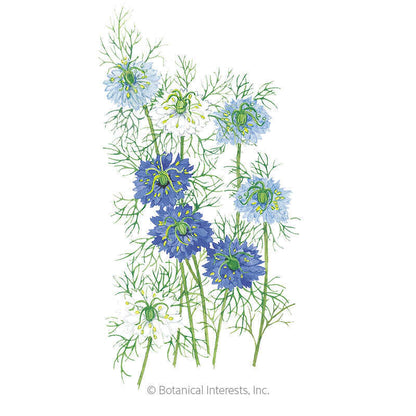 Miss Jekyll Blend Love-In-A-Mist Seeds