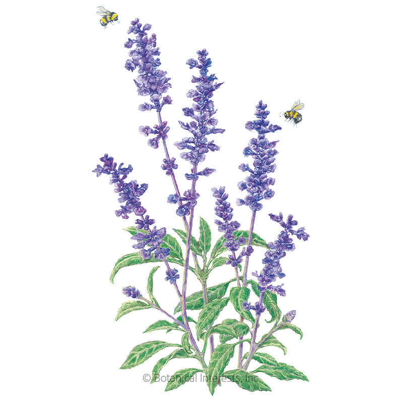 Blue Victory Salvia Seeds