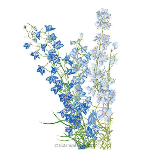 Shades of Blue Larkspur Seeds