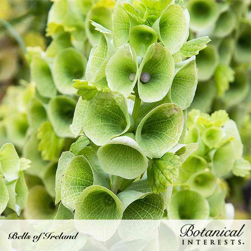 Bells of Ireland Seeds