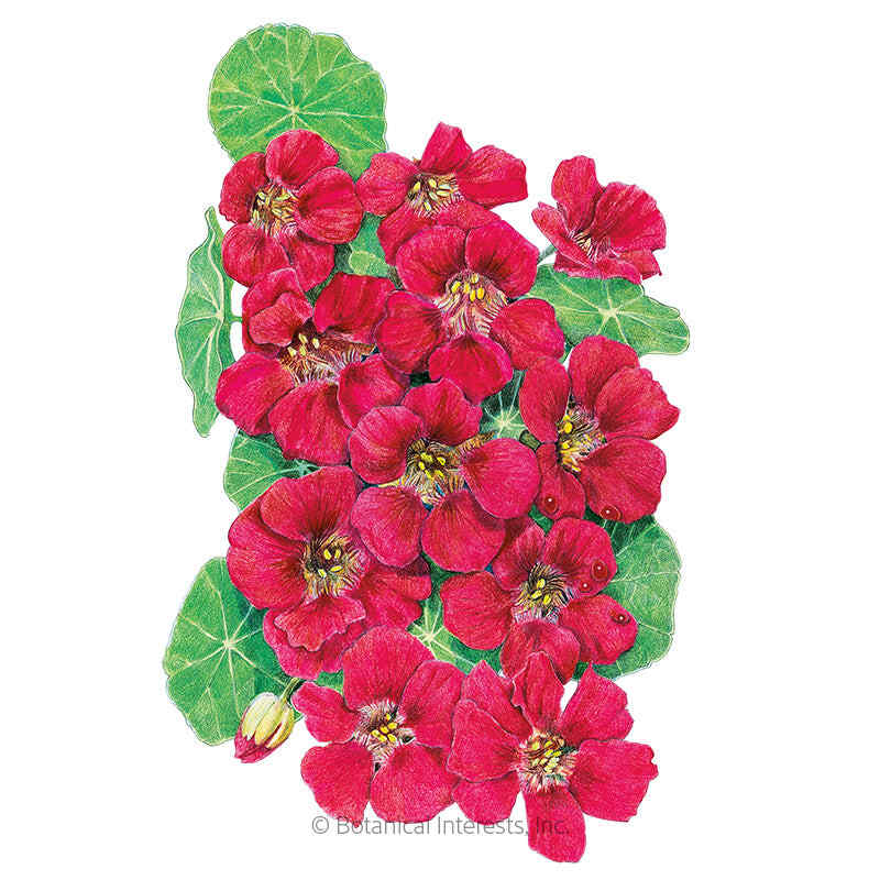 Cherry Rose Jewel Nasturtium Seeds