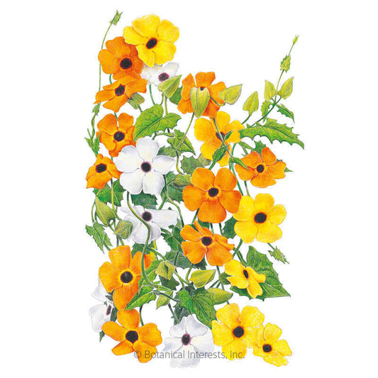 Black-Eyed Susan Vine Seeds