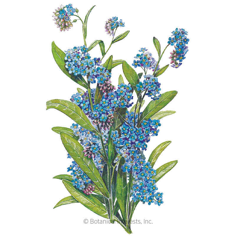 Victoria Blue Forget-Me-Not Seeds