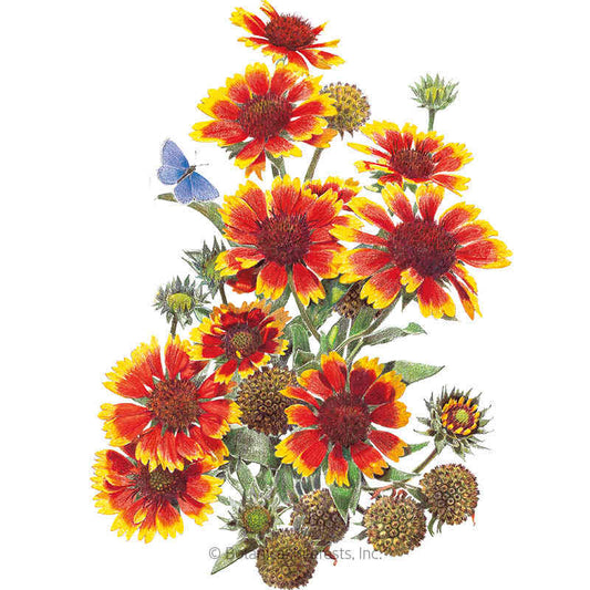 Goblin Gaillardia Seeds