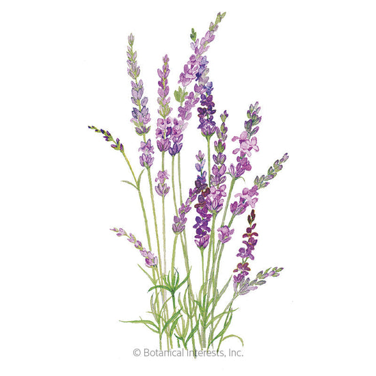 English Tall/Vera Lavender Seeds – Botanical Interests