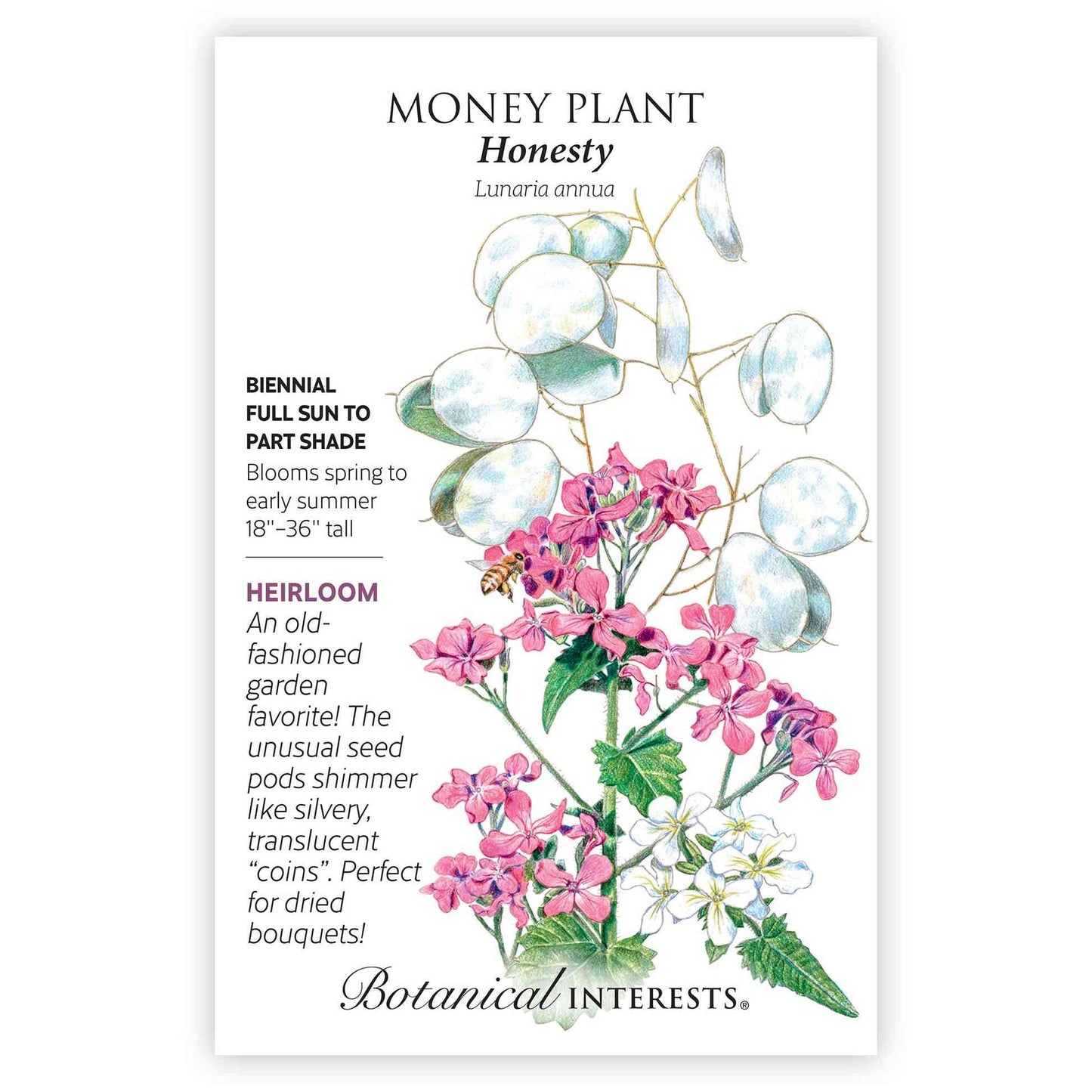 Honesty Money Plant Seeds