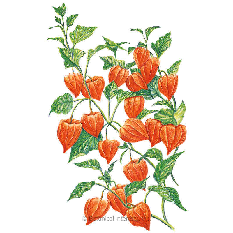 Chinese Lantern Seeds