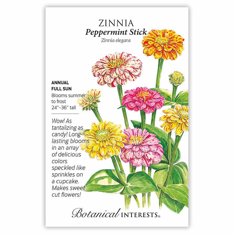 Peppermint Stick Zinnia Seeds