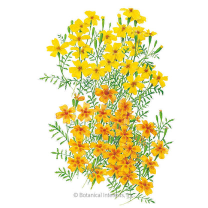 Lemon & Tangerine Gems Signet Marigold Seeds