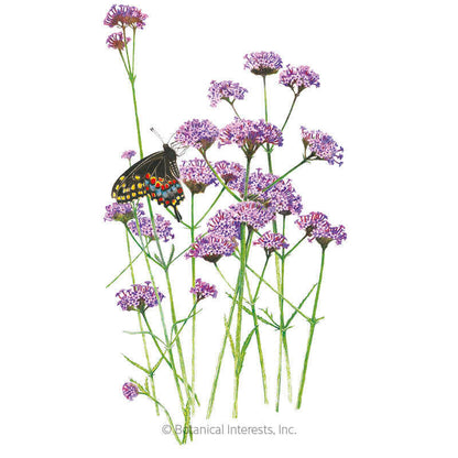 Brazilian Vervain Verbena Seeds