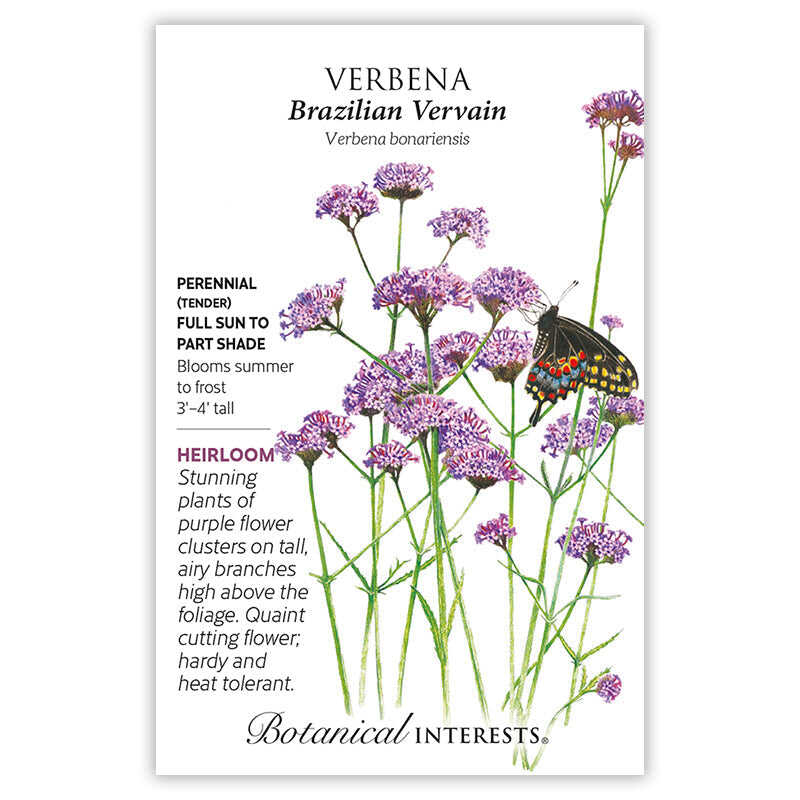 Brazilian Vervain Verbena Seeds