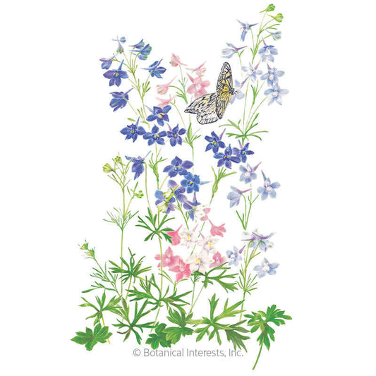 Butterfly Blend Delphinium Seeds