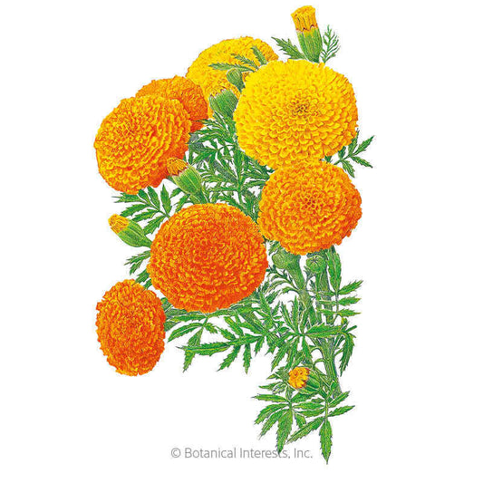 Crackerjack African Marigold Seeds