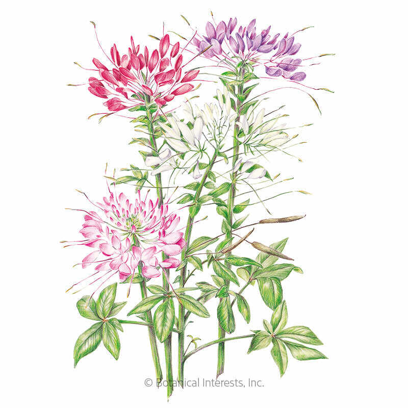 Fountain Blend Cleome (Spider Flower) Seeds