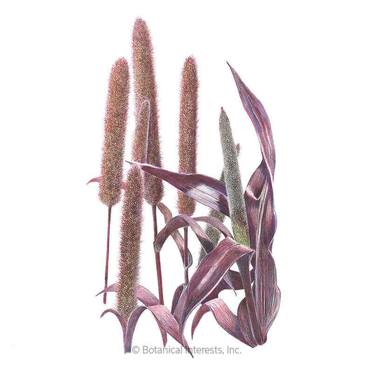 Purple Majesty Ornamental Millet Seeds