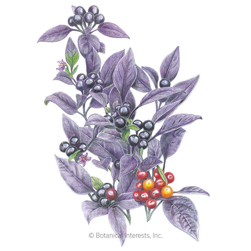 Black Pearl Ornamental Pepper Seeds