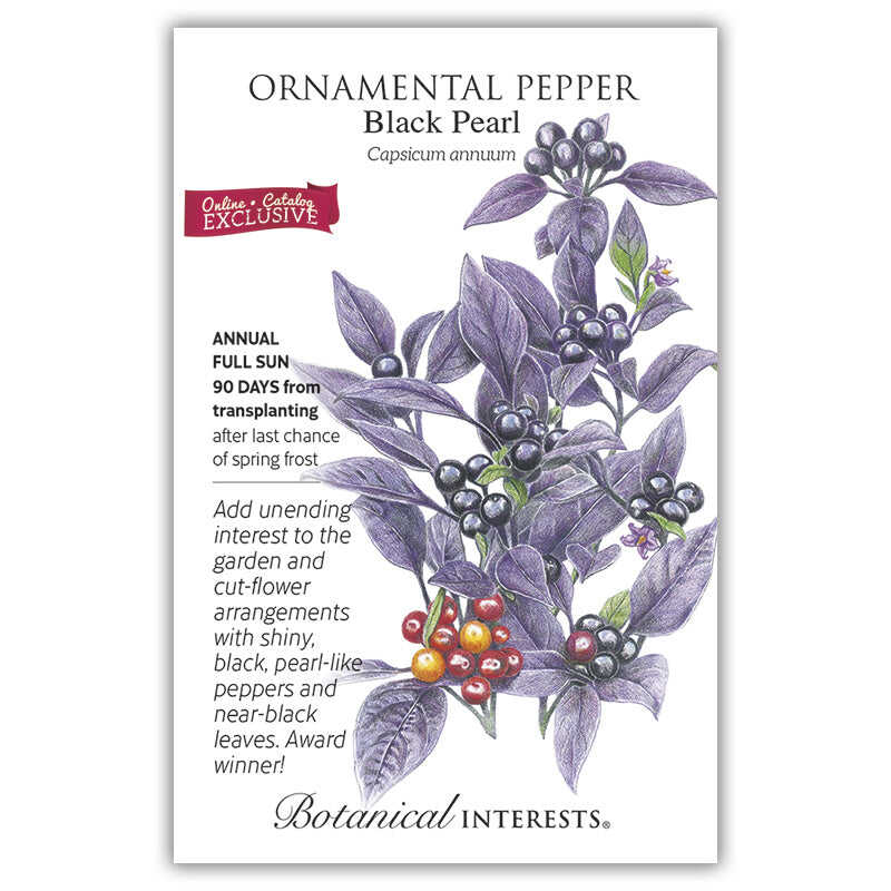 Black Pearl Ornamental Pepper Seeds