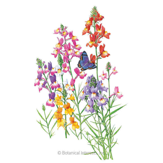 Fairy Bouquet Linaria Seeds