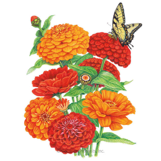 Fireball Blend Zinnia Seeds