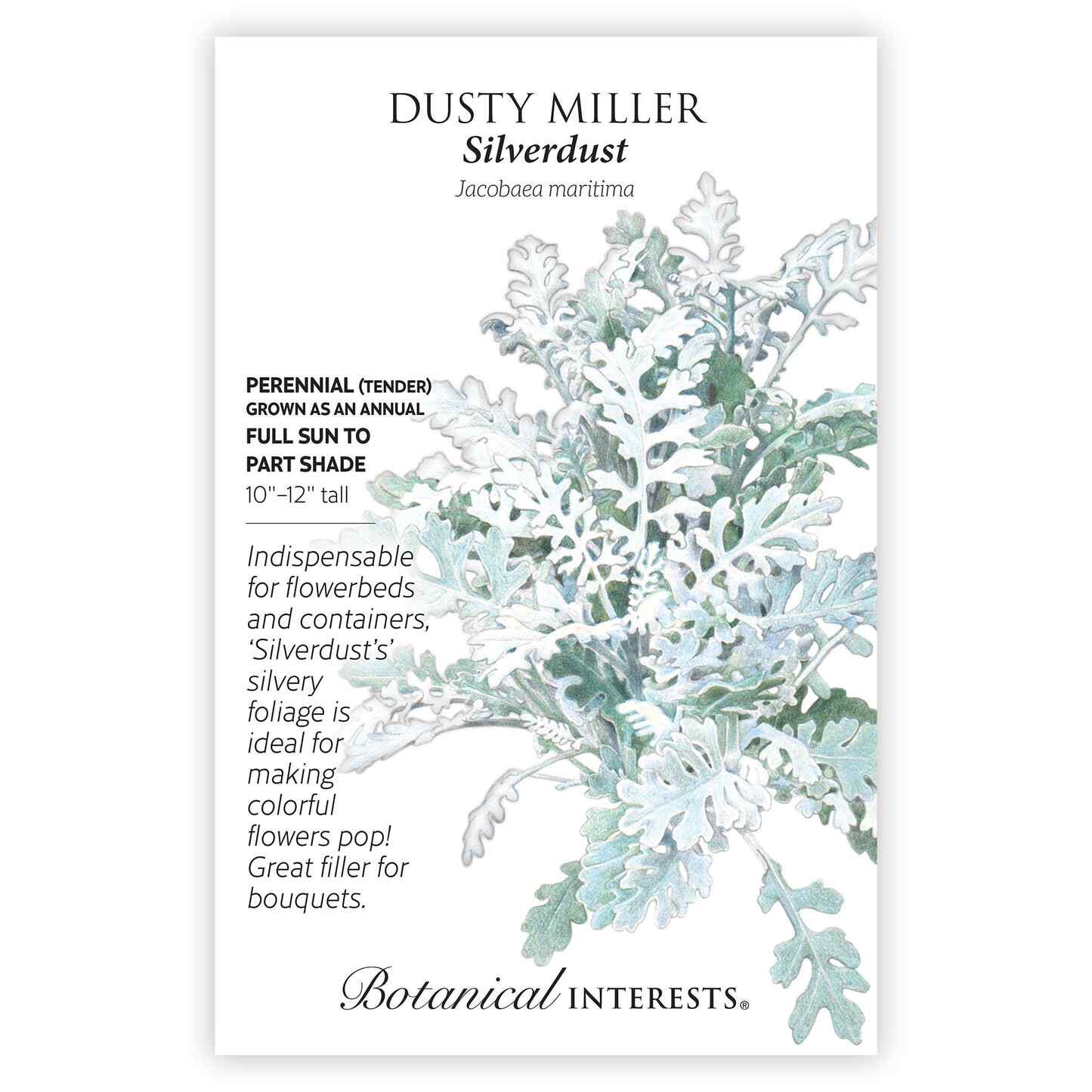 Silverdust Dusty Miller Seeds