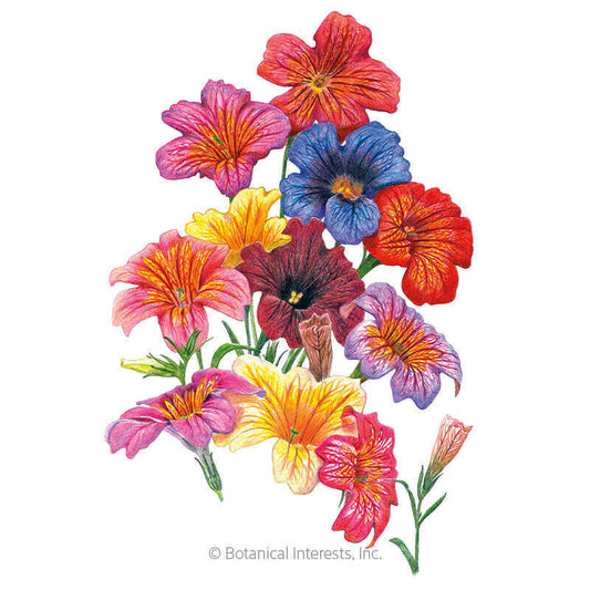 Superbissima Blend Salpiglossis Seeds