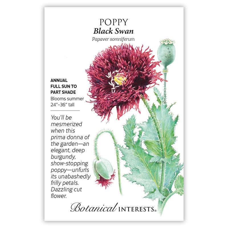 Black Swan Poppy Seeds