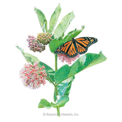 Common Milkweed/Butterfly Flower Seeds