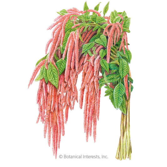 Coral Fountain Love-Lies-Bleeding Amaranth Seeds