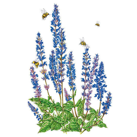 Violet Queen Salvia Seeds