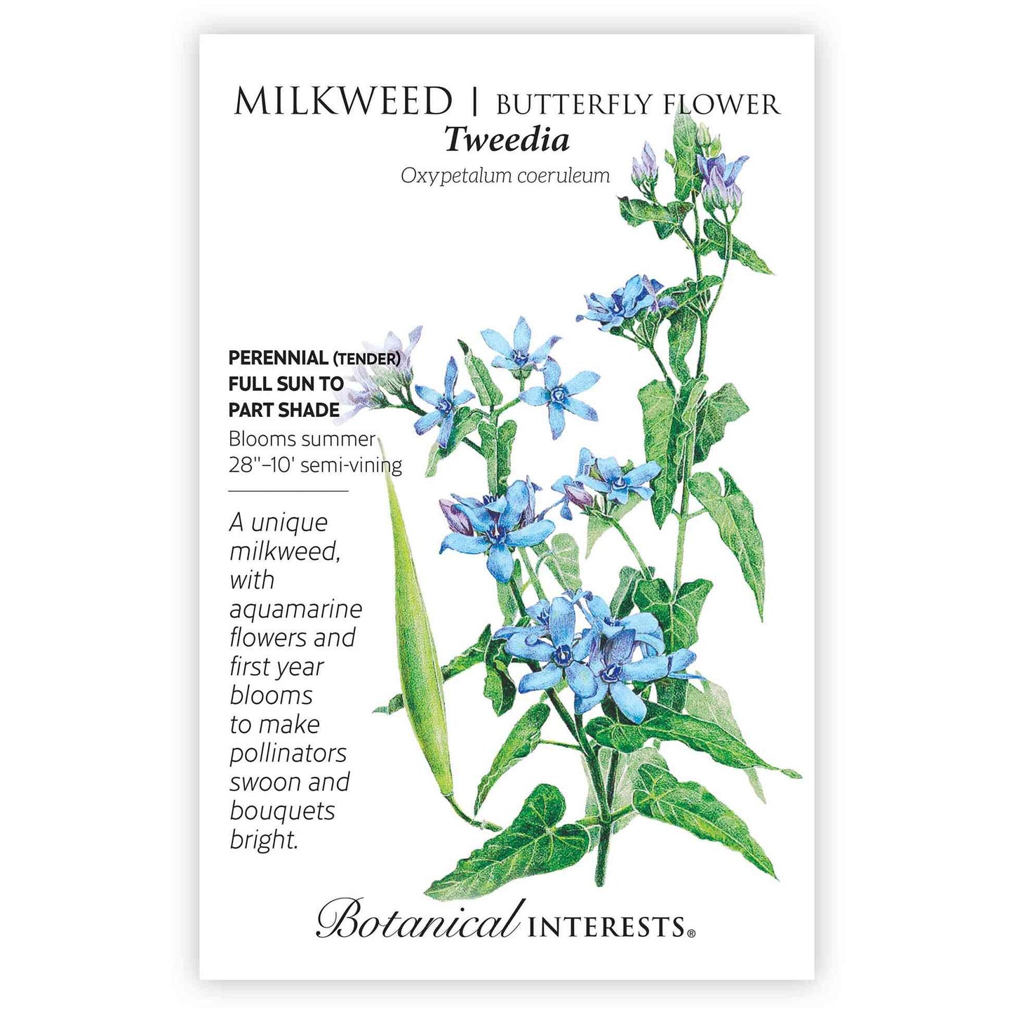 Tweedia Milkweed/Butterfly Flower Seeds