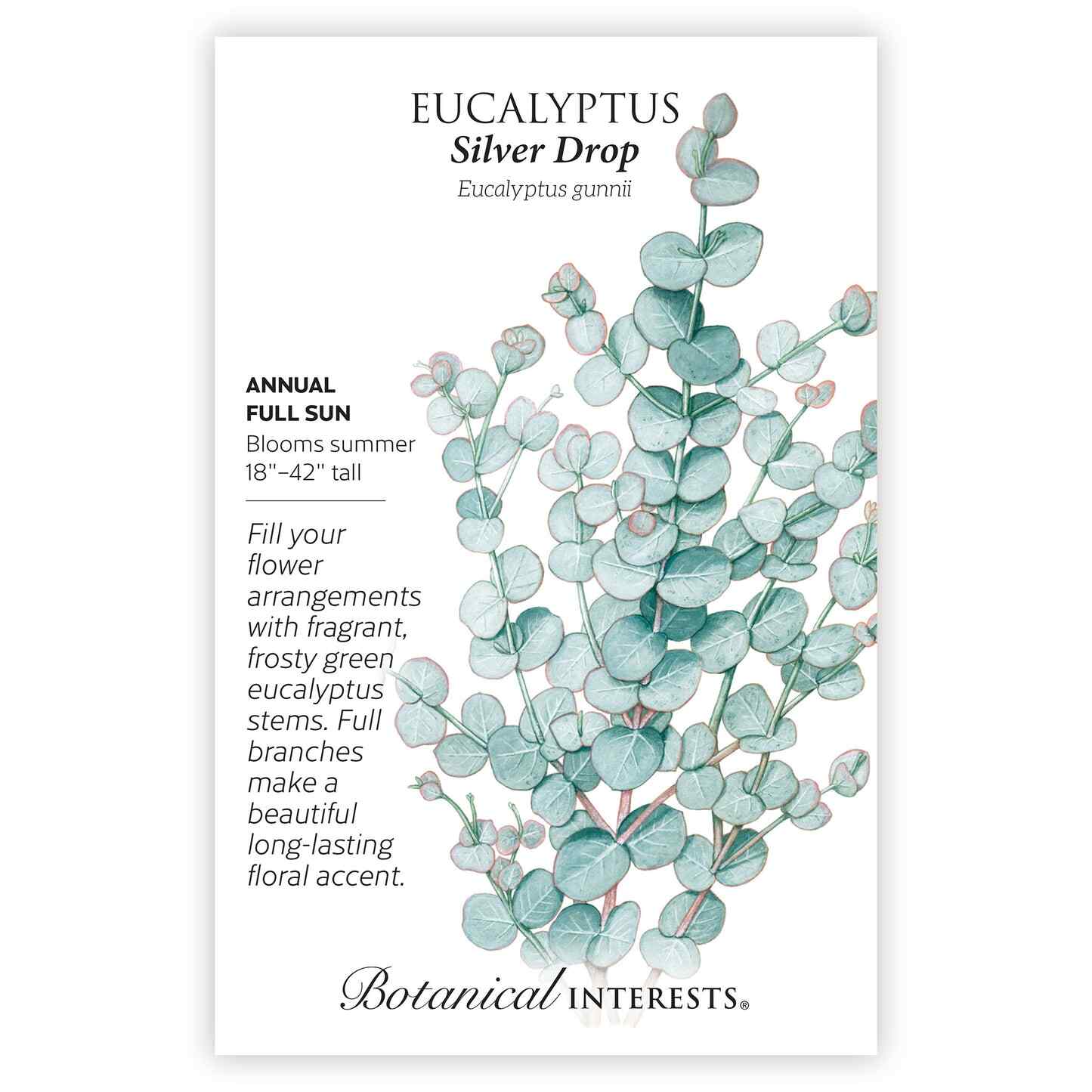 Eucalyptus Silver Drop