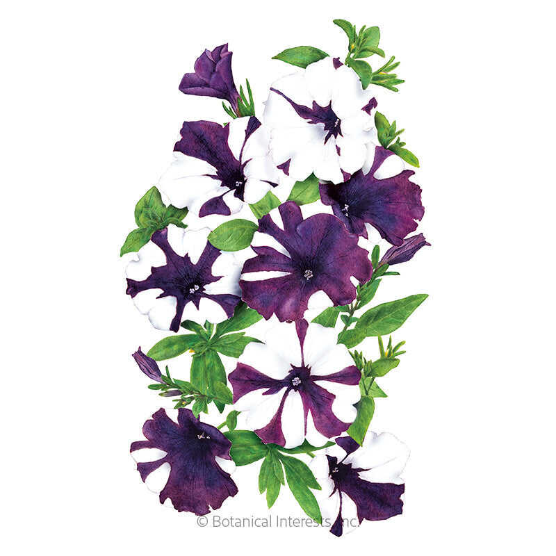 Shock Wave Purple Tie Dye Petunia Seeds