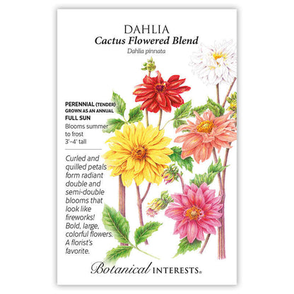 Cactus Flowered Blend Dahlia Seeds