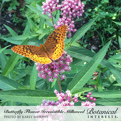 Irresistible Blend Milkweed/Butterfly Flower Seeds