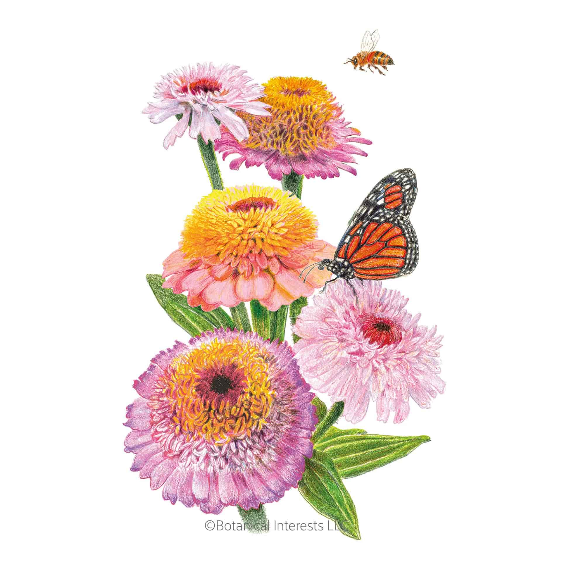 Zinderella Pastels Blend Zinnia Seeds – Botanical Interests