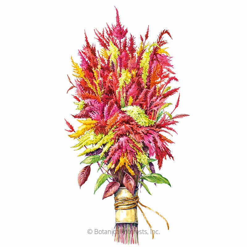 Pampas Plume Tall Blend Celosia Seeds