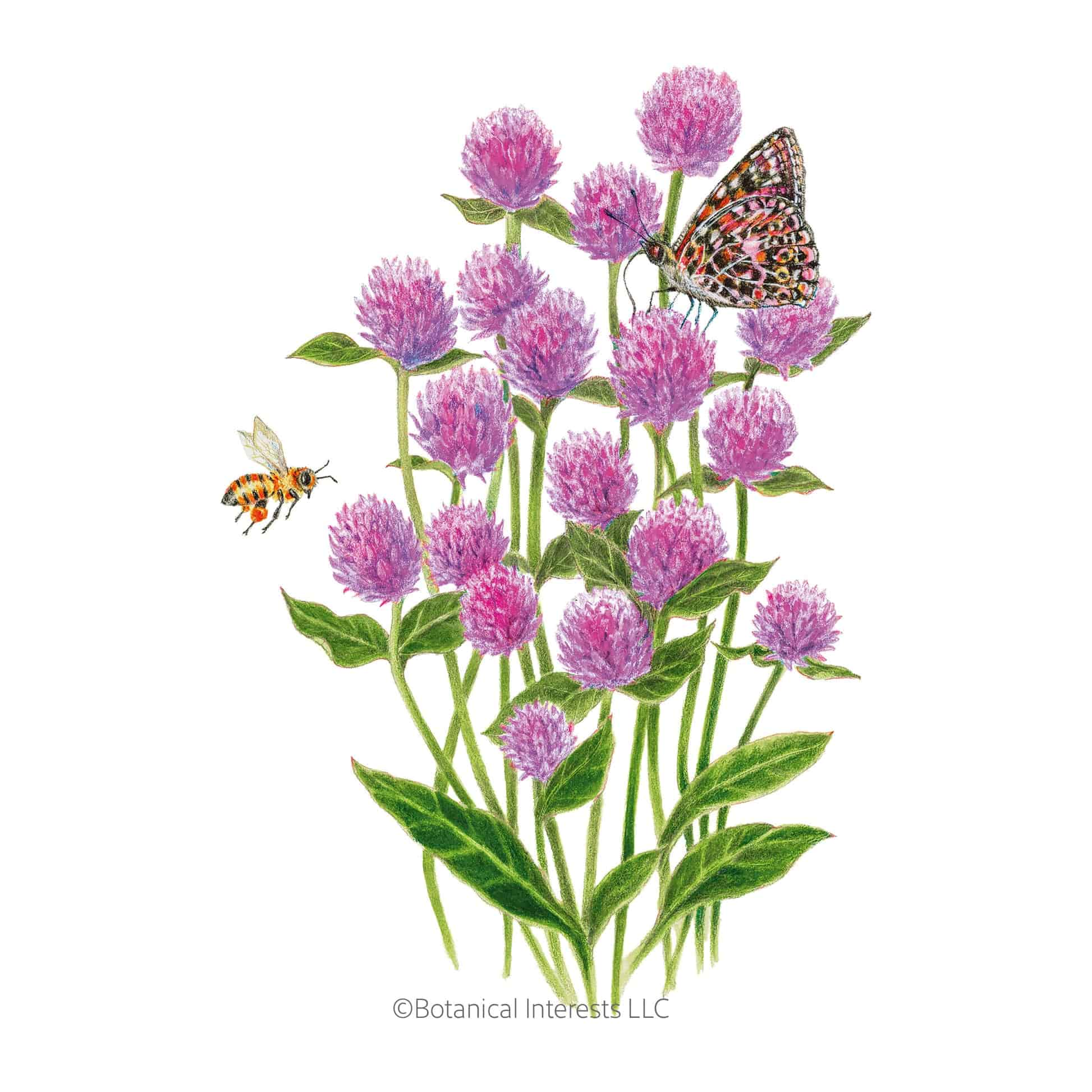 Lavender Lady Gomphrena Seeds – Botanical Interests