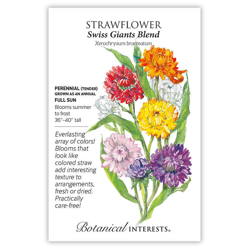 Swiss Giants Blend Strawflower Seeds