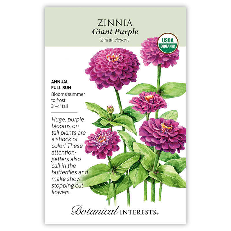 Giant Purple Zinnia Seeds