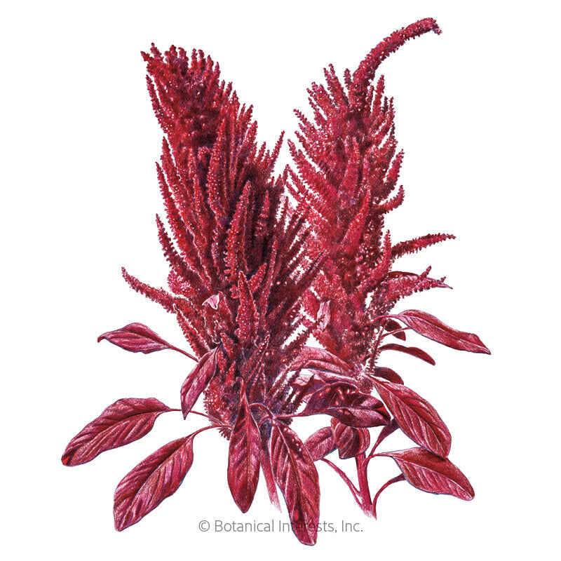 Burgundy Amaranth Seeds