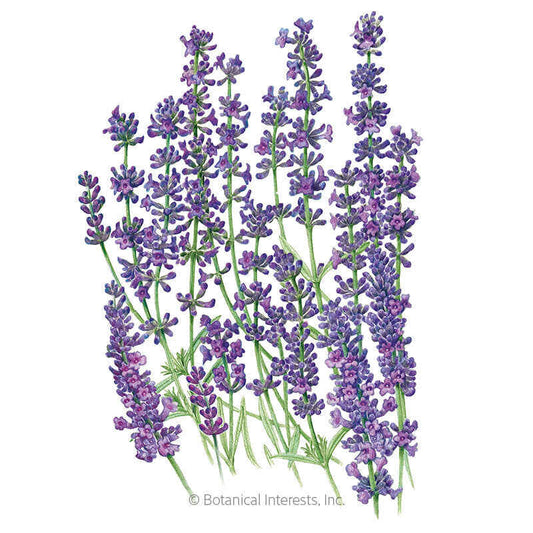 Munstead Lavender Seeds