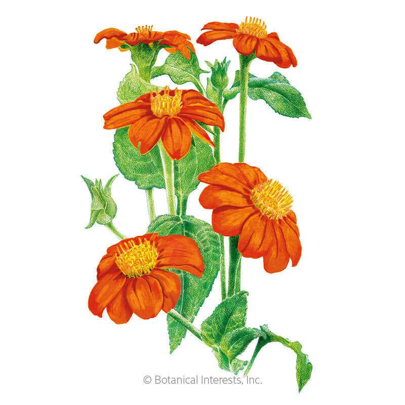 Torch Mexican Sunflower Seeds