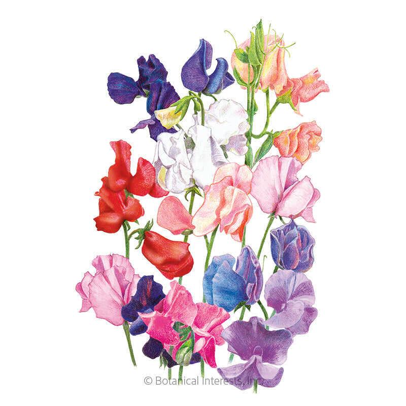 Mammoth Blend Sweet Pea Seeds