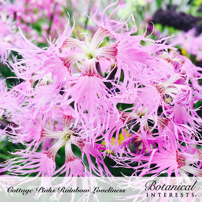 Rainbow Loveliness Cottage Pinks Seeds