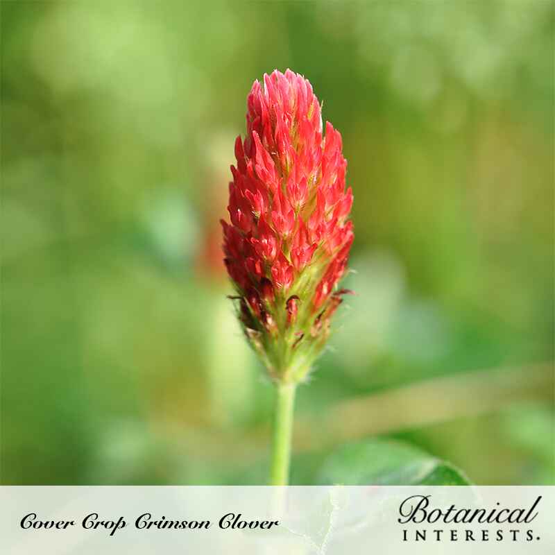 Crimson Clover Cover Crop Seeds