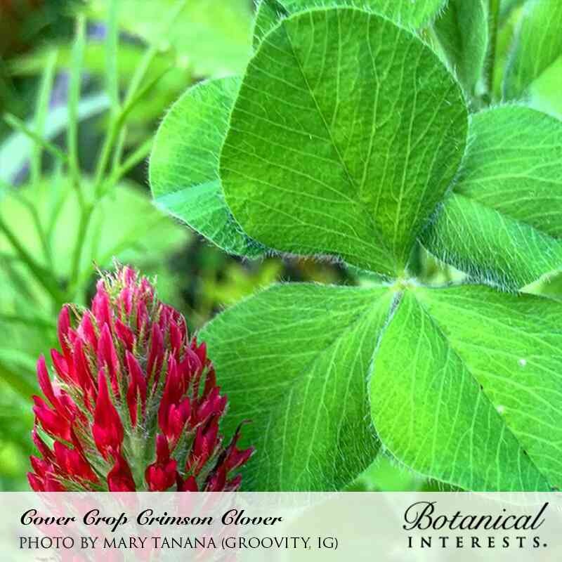 Crimson Clover Cover Crop Seeds