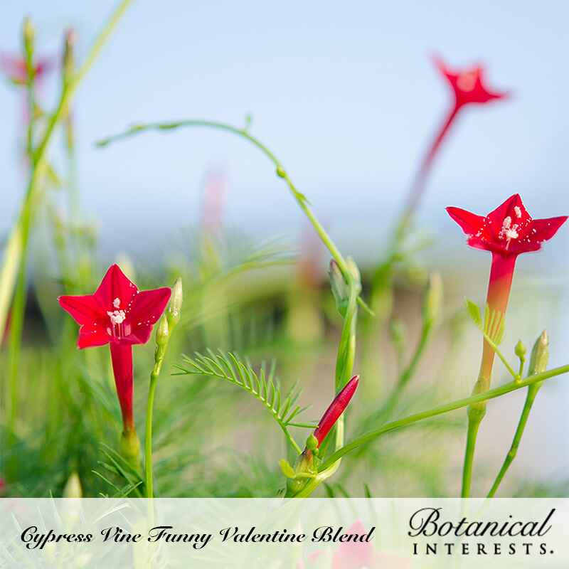 Funny Valentine Blend Cypress Vine Seeds