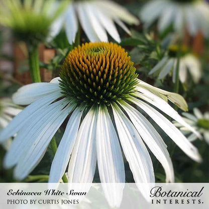 White Swan Echinacea Seeds