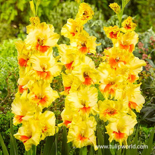 Jester Gladiolus Bulbs