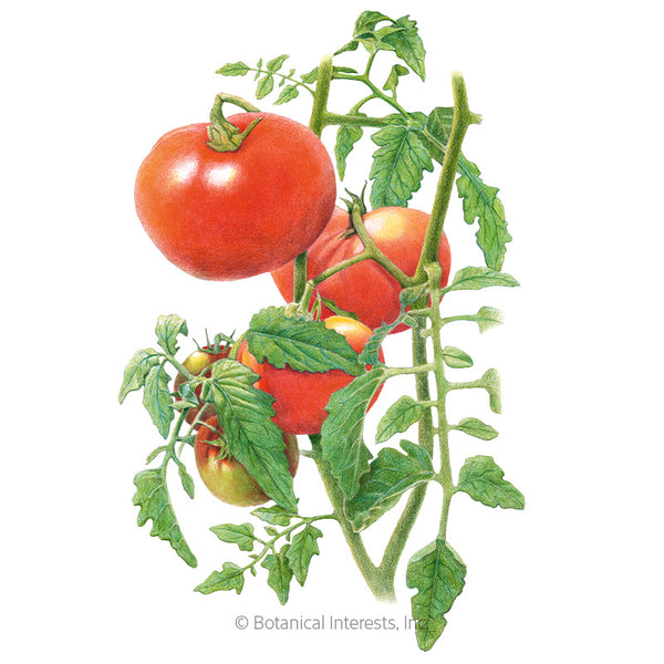 Botany Tomato Plant Drawing by Granger - Fine Art America